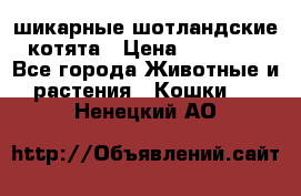 шикарные шотландские котята › Цена ­ 15 000 - Все города Животные и растения » Кошки   . Ненецкий АО